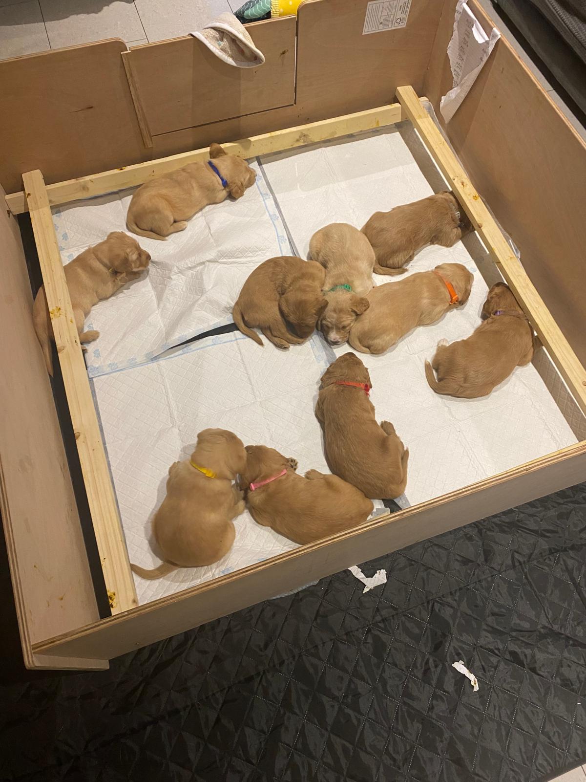 Welcome to Blossom Doodles